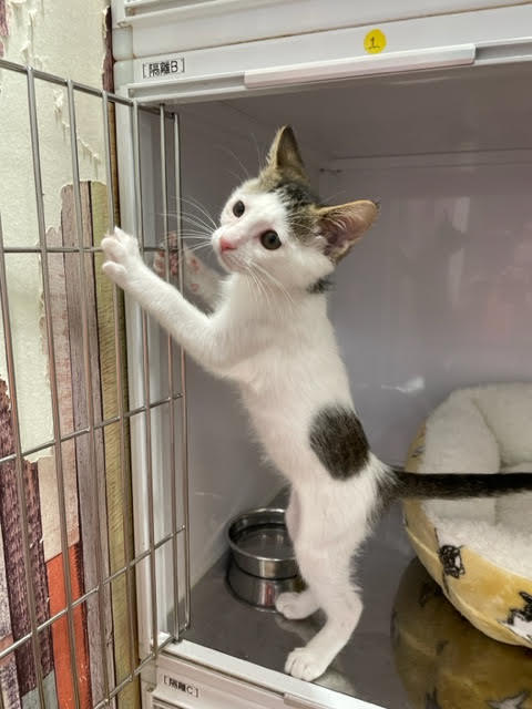 kitty_4.jpg